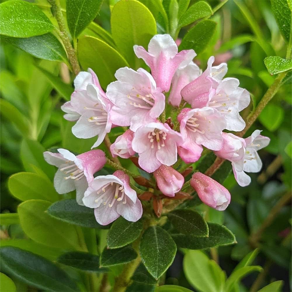 八重咲きツツジ　白に赤も有る色　花苗　苗木　抜き苗発送 八重咲きツツジ白に赤も有る色花苗苗木抜き苗発送
